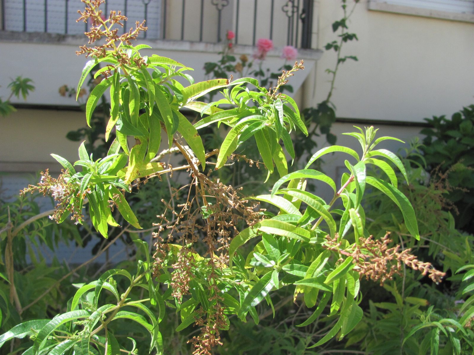 Lemon verbena