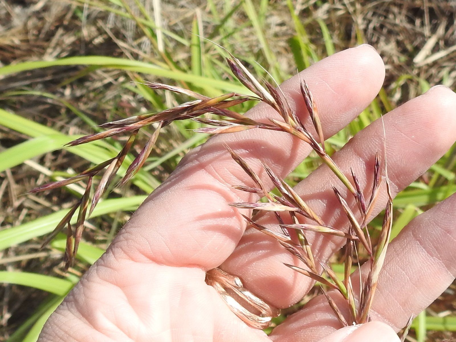 Lemongrass