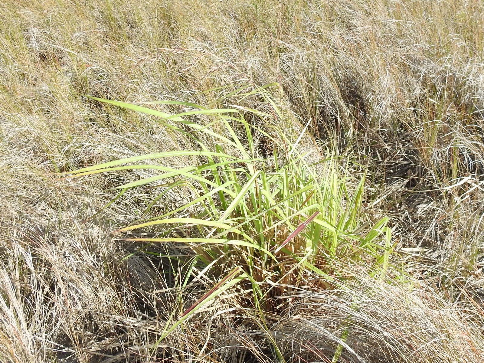 Lemongrass