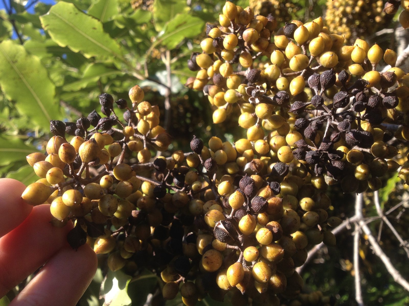 Lemonwood