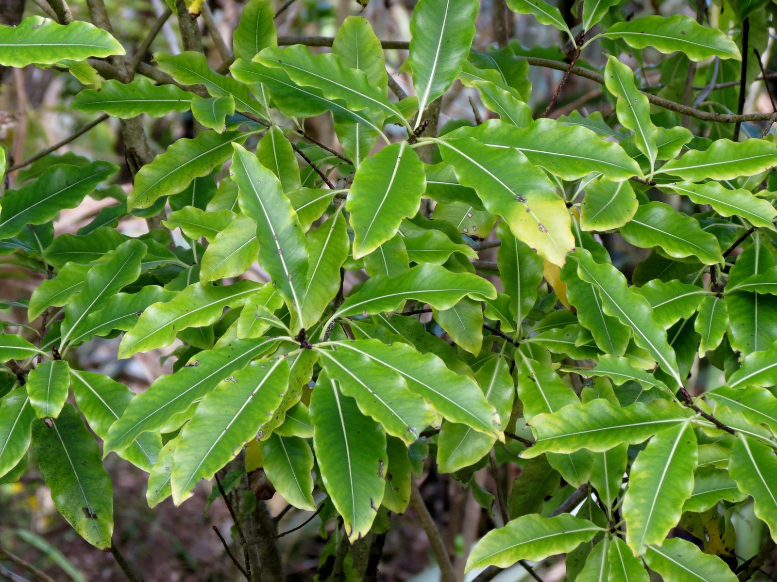 Lemonwood