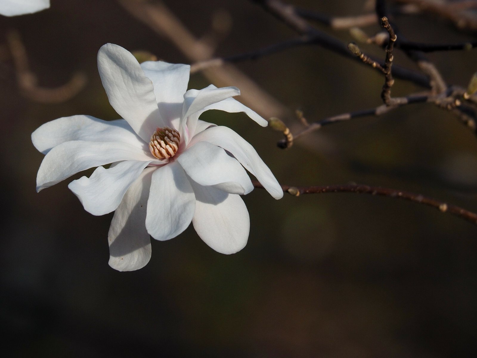Leonard Messel magnolia