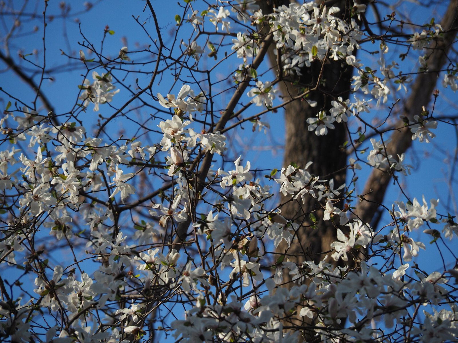 Leonard Messel magnolia