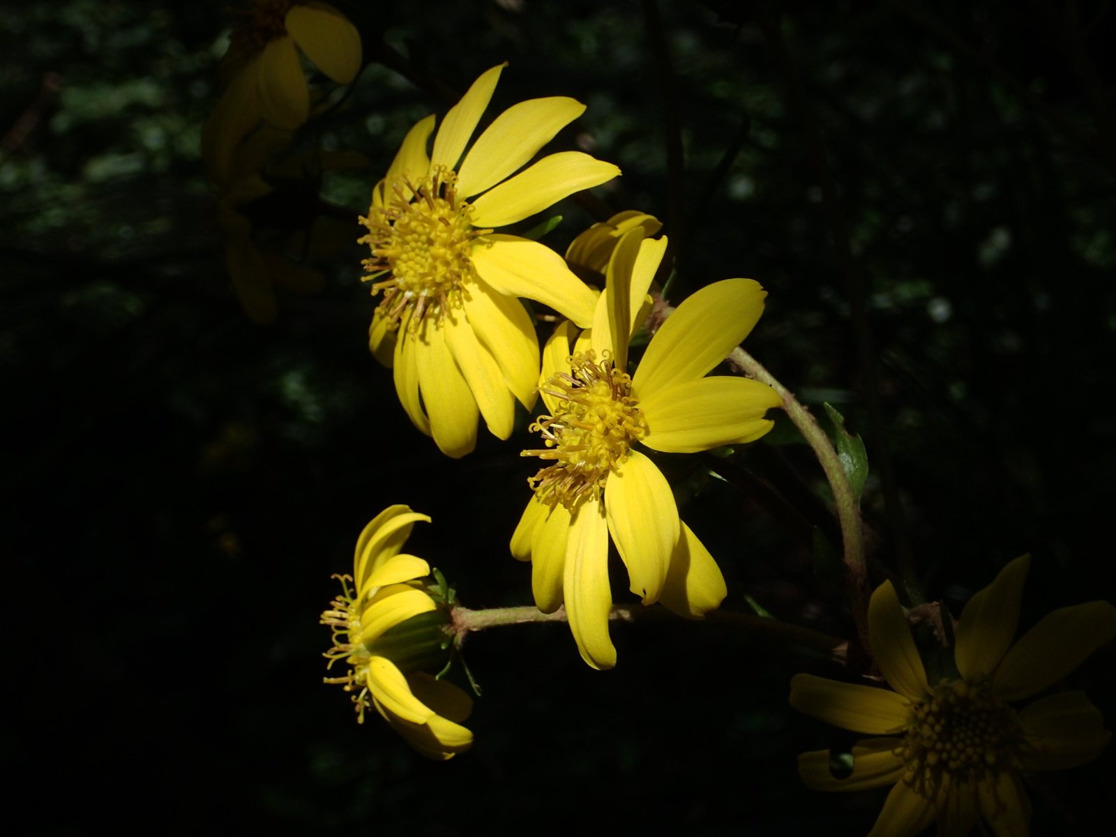Leopard plant 'The Rocket'