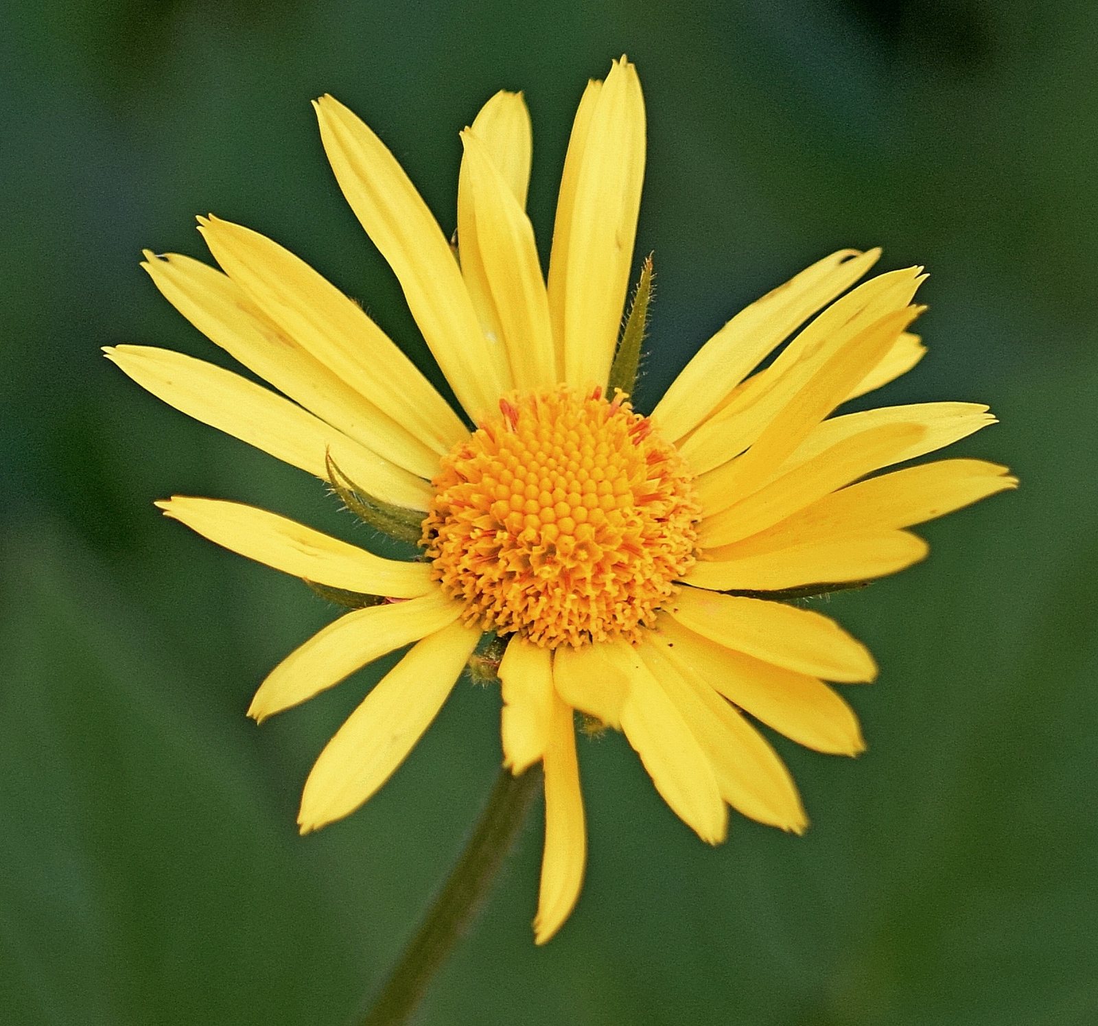 Leopard's bane