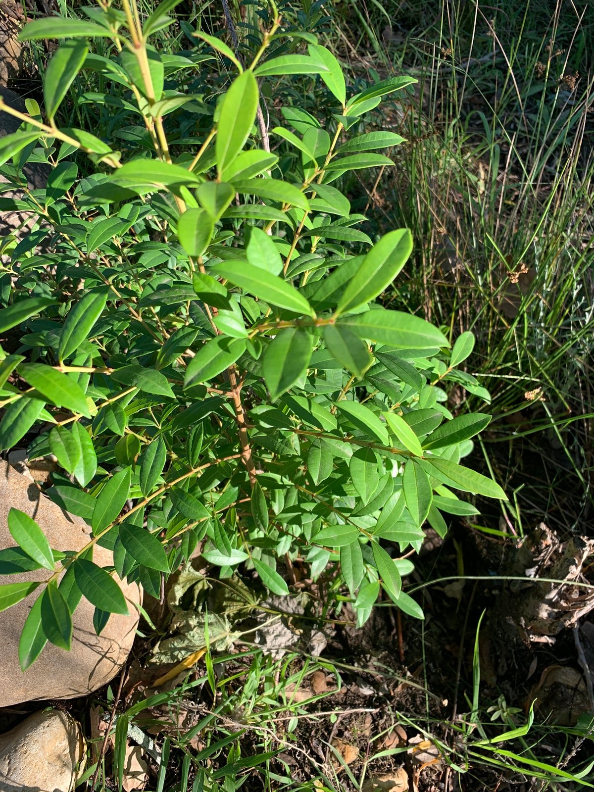 Lilly pilly Resilience