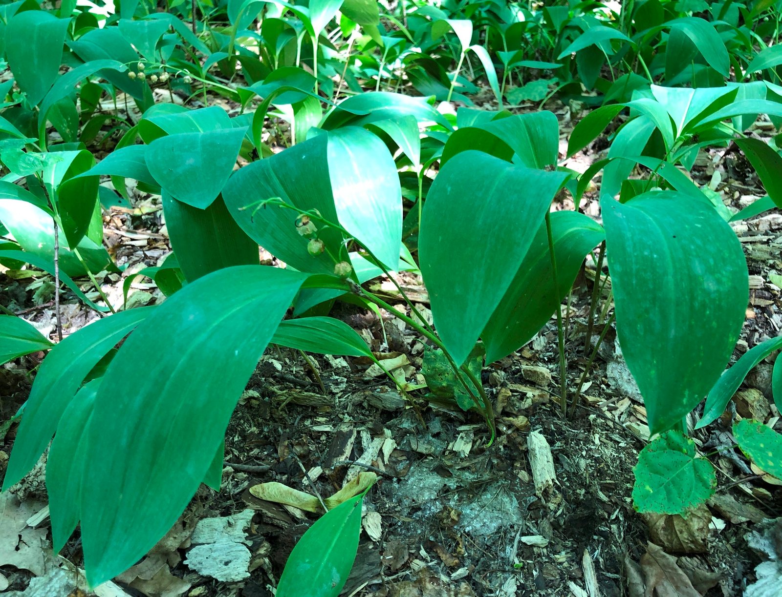 Lily of the valley