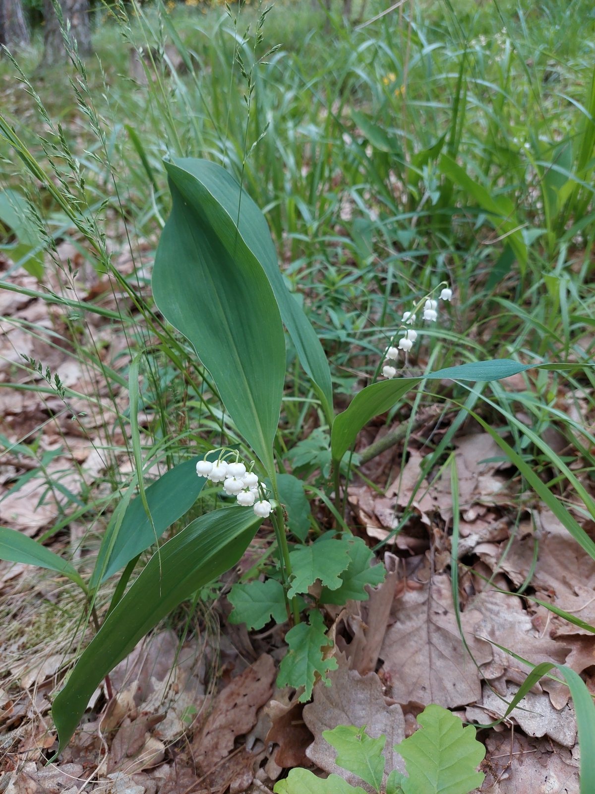 Lily of the valley
