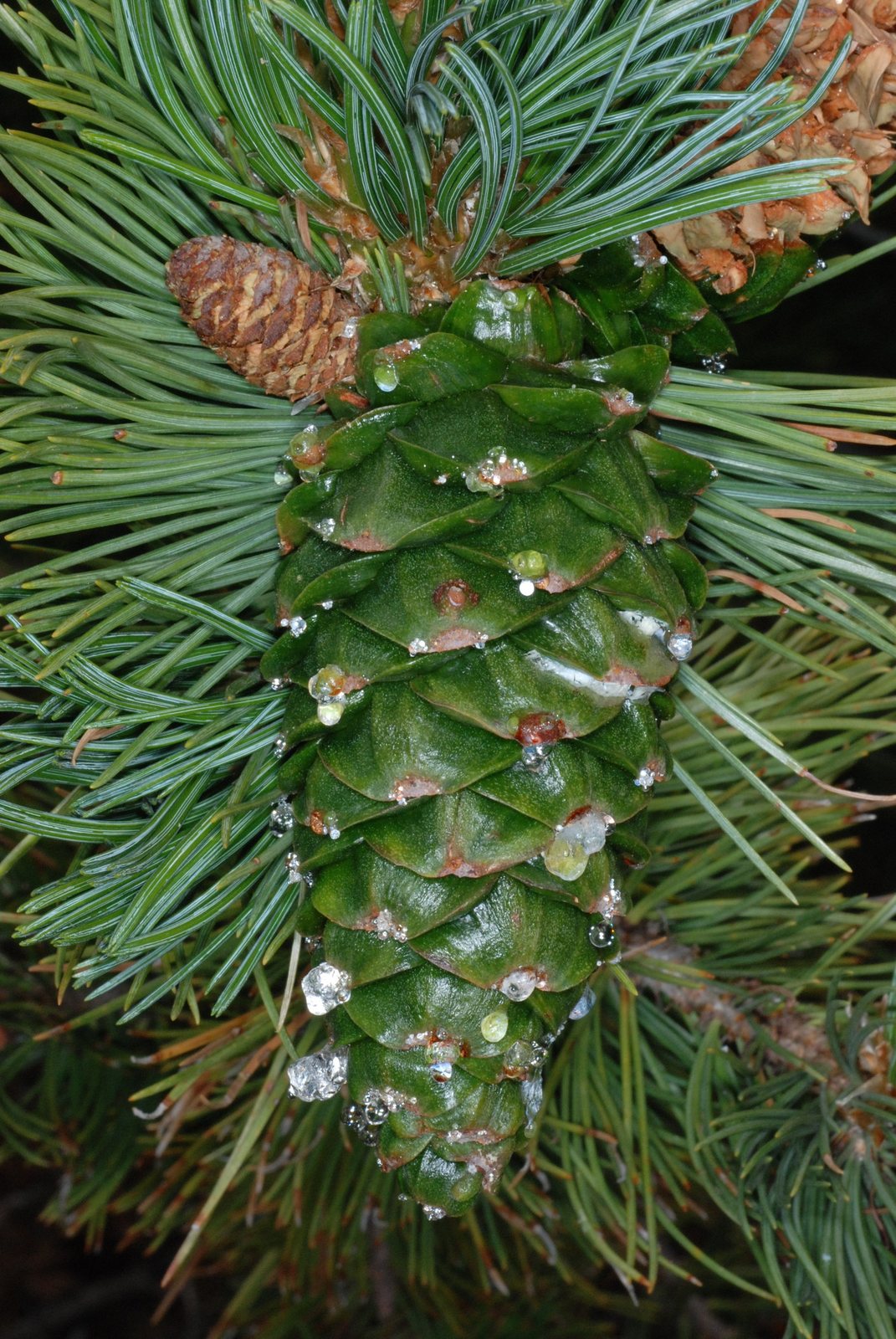 Limber pine