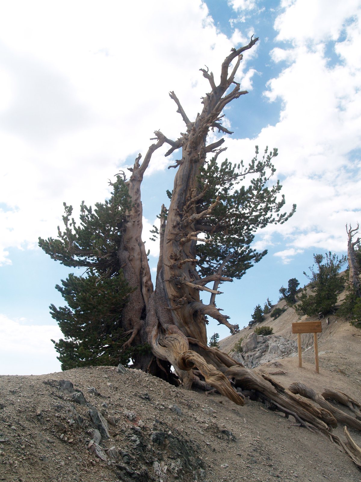 Limber pine