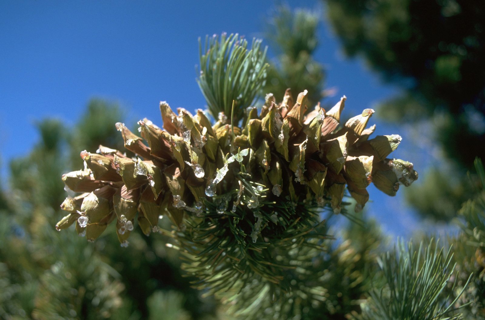 Limber pine