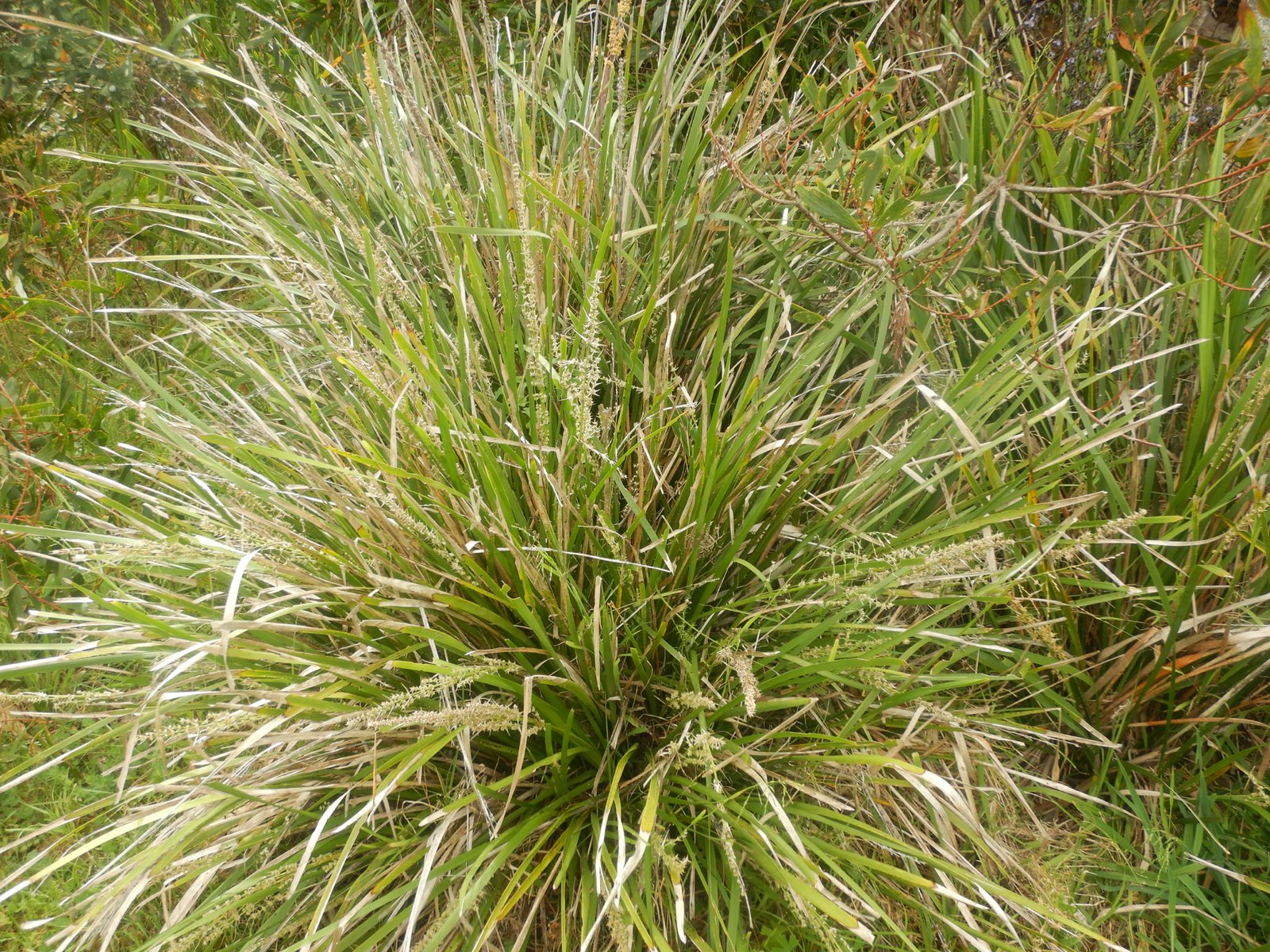 Lime Tuff lomandra