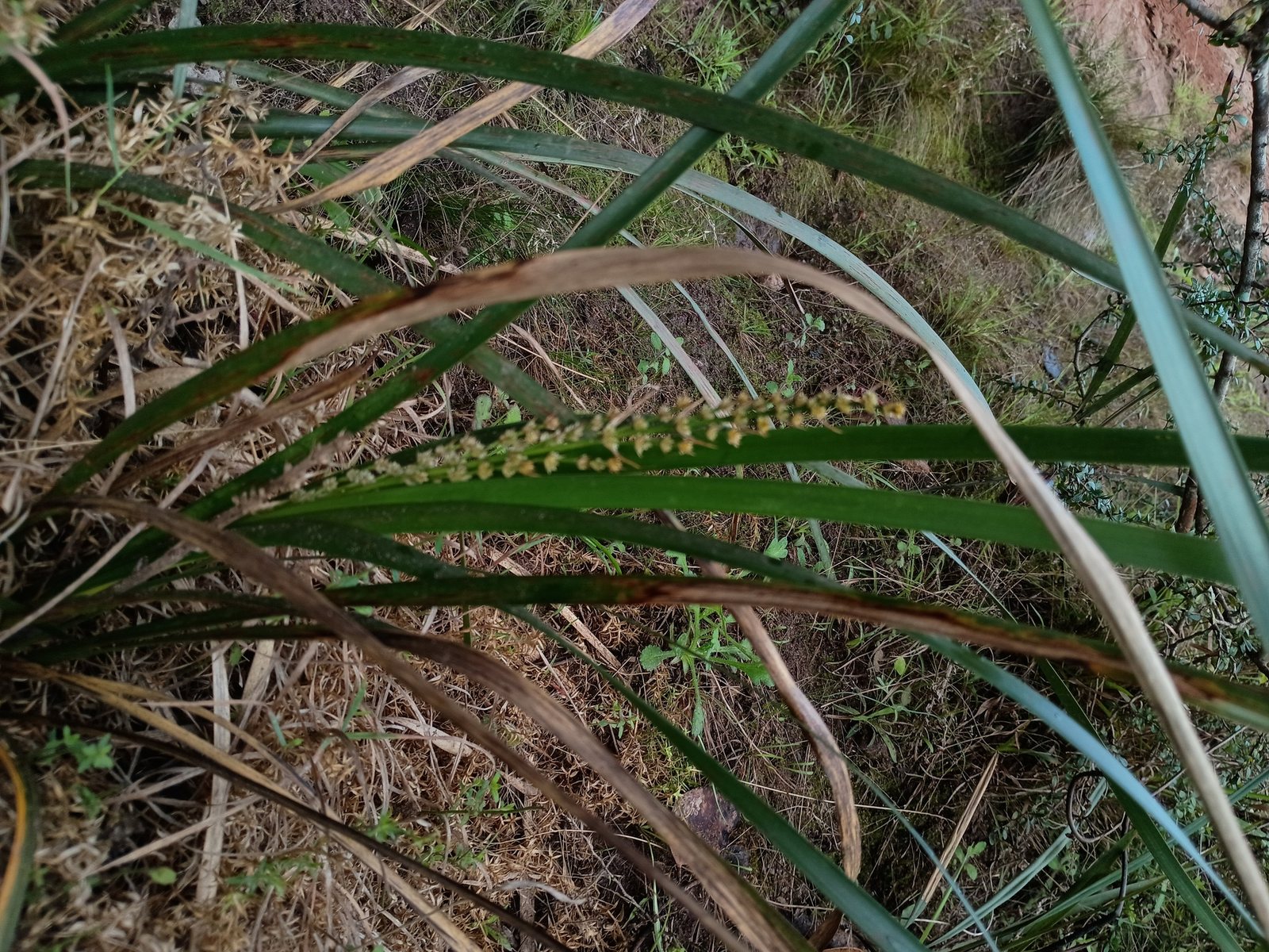 Lime Tuff lomandra