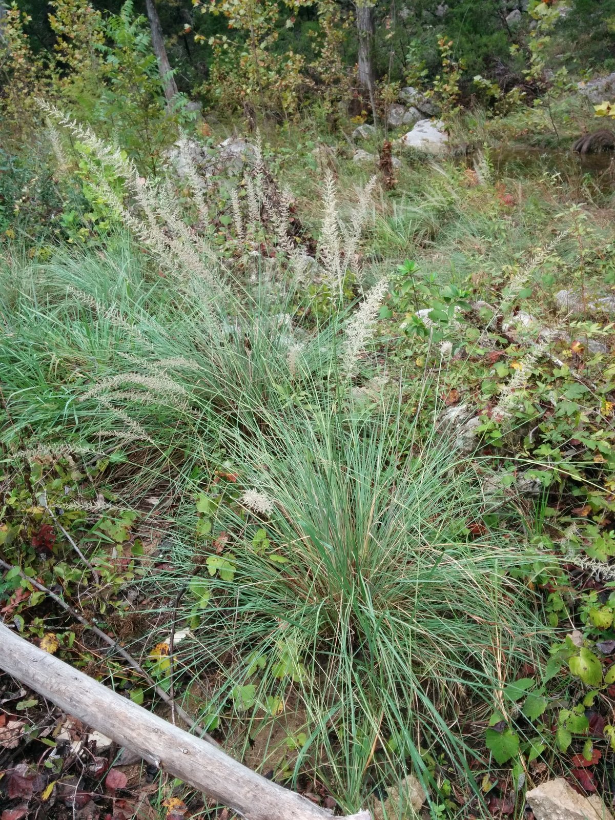 Lindheimer's muhly