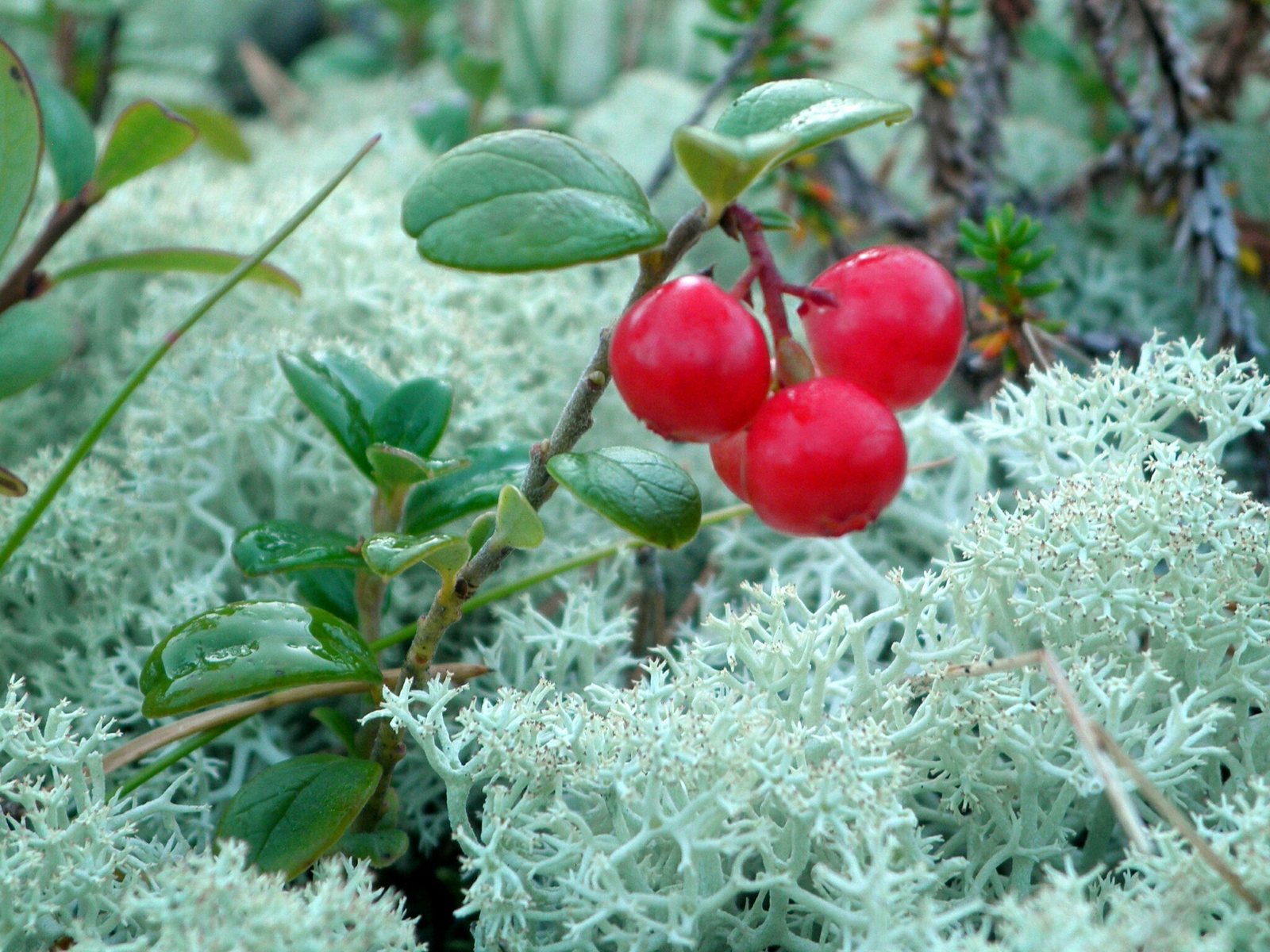Lingonberry