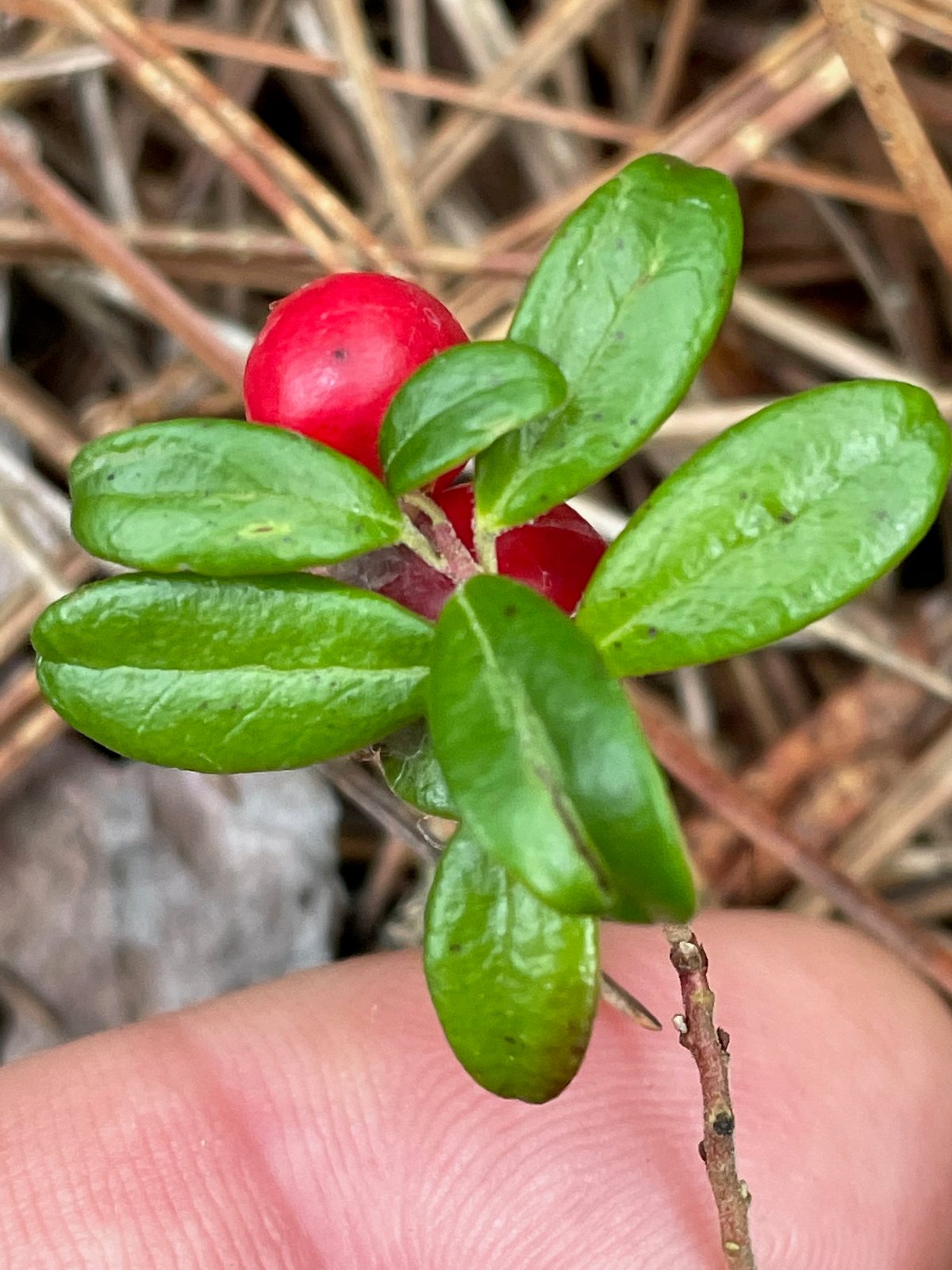 Lingonberry