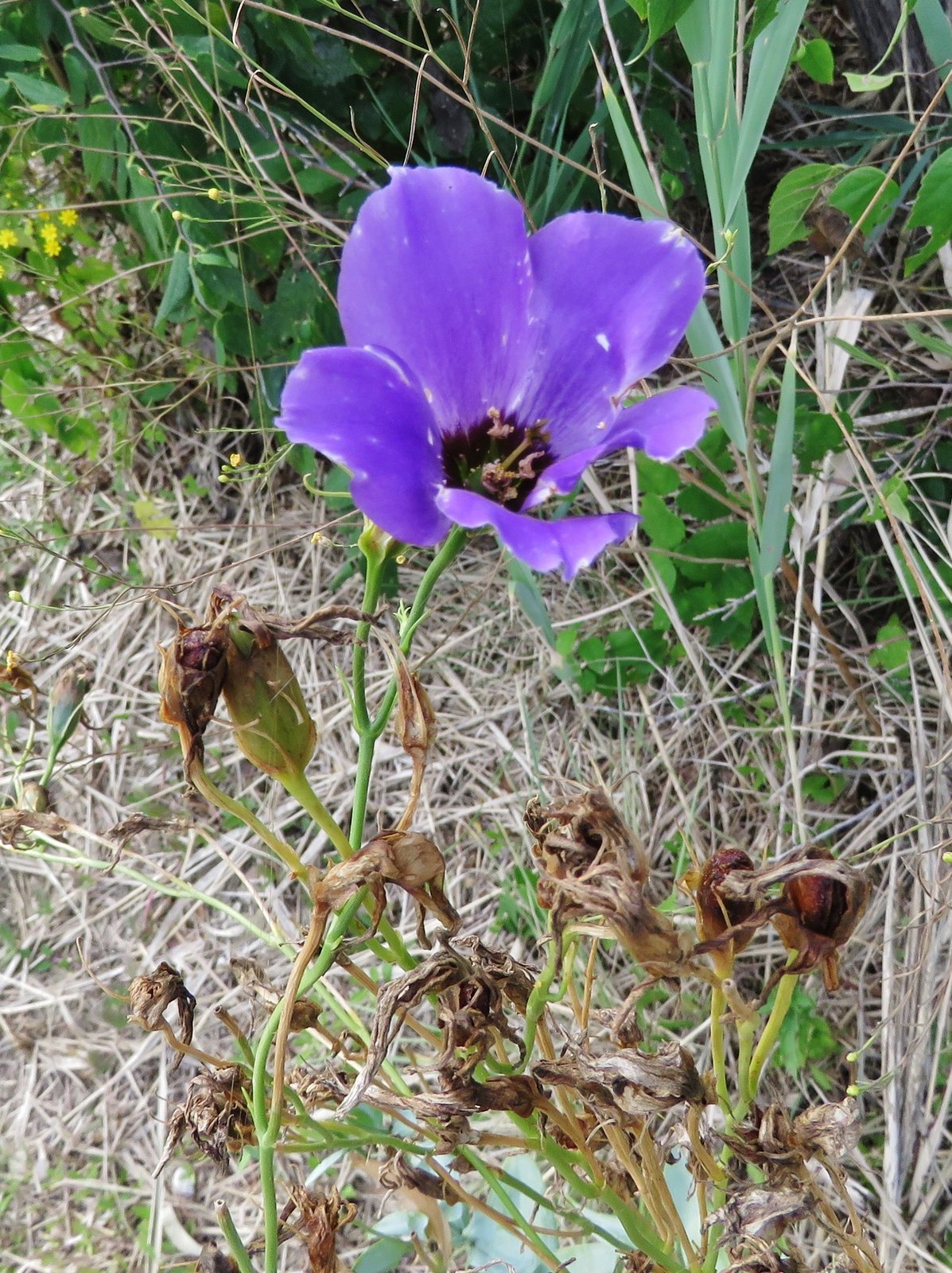 Lisianthus