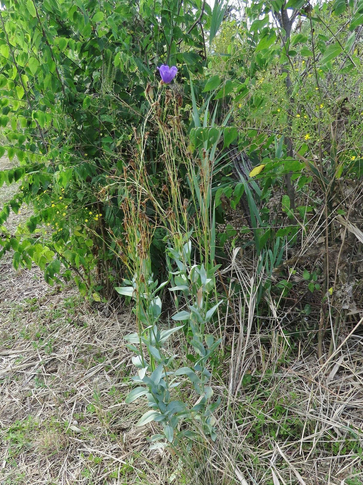 Lisianthus