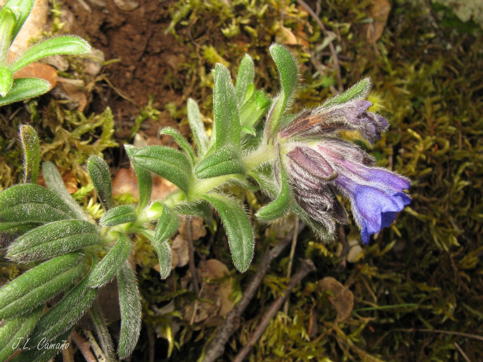 Lithodora