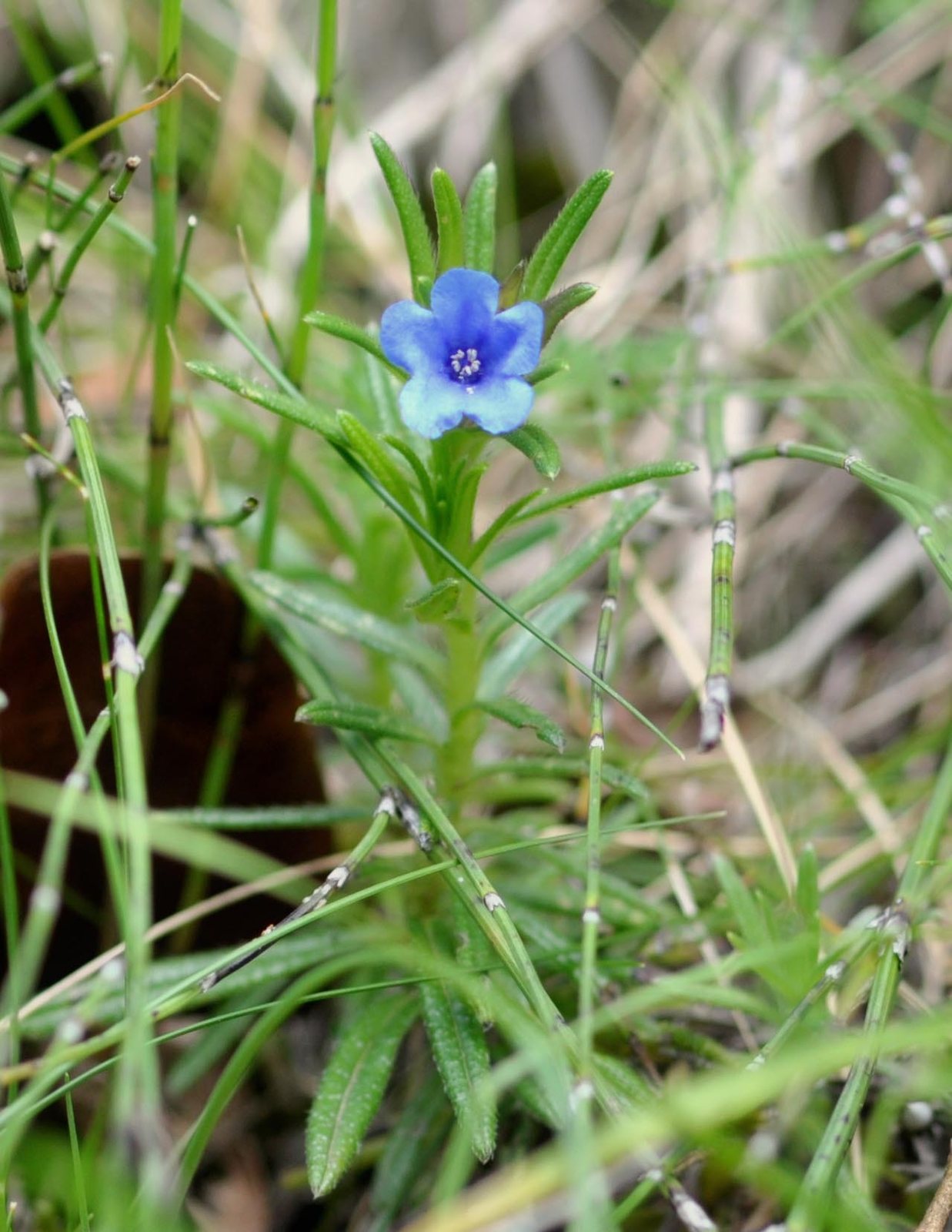 Lithodora