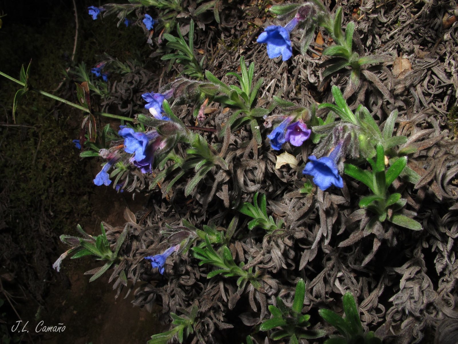 Lithodora
