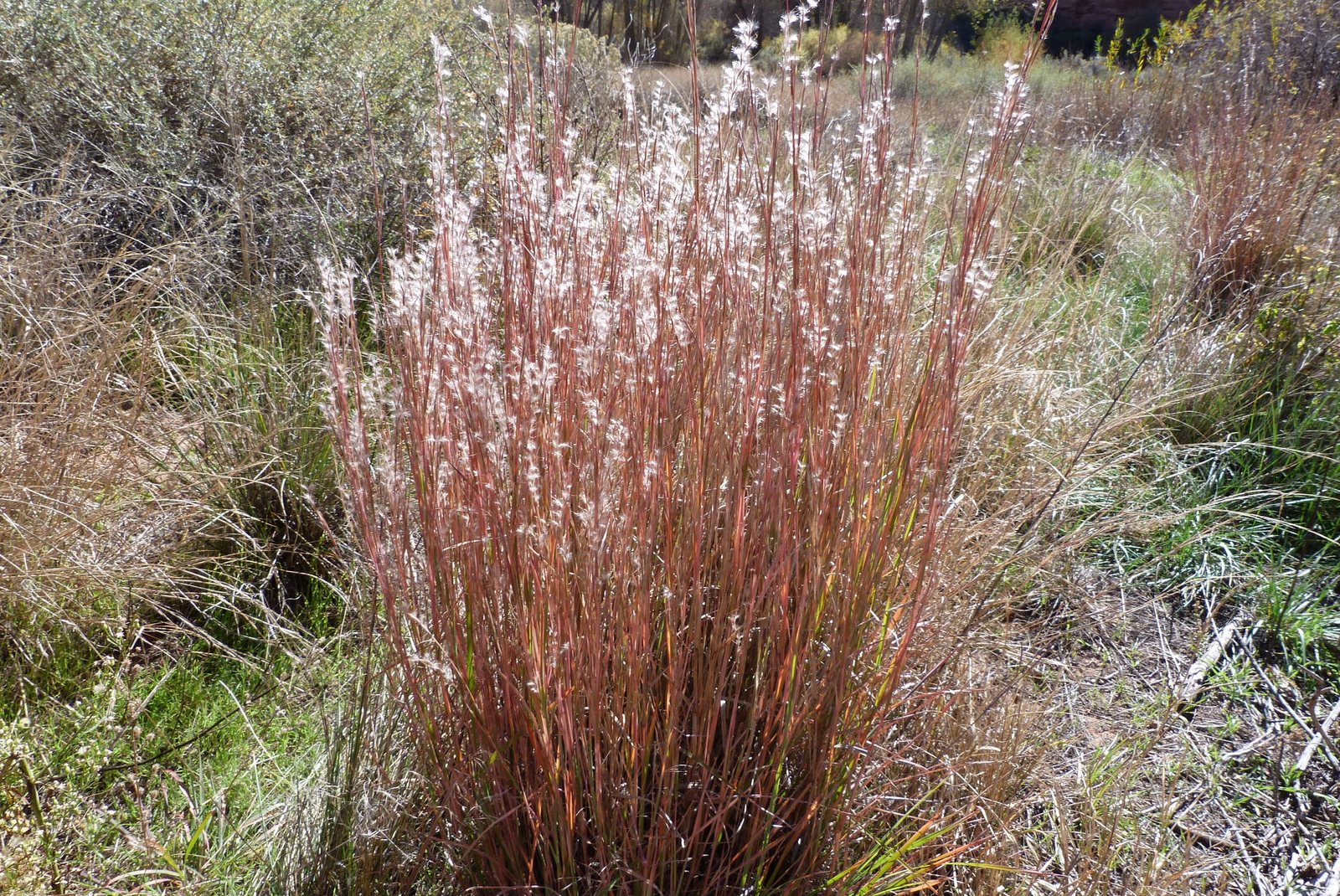 Little bluestem 'The Blues'