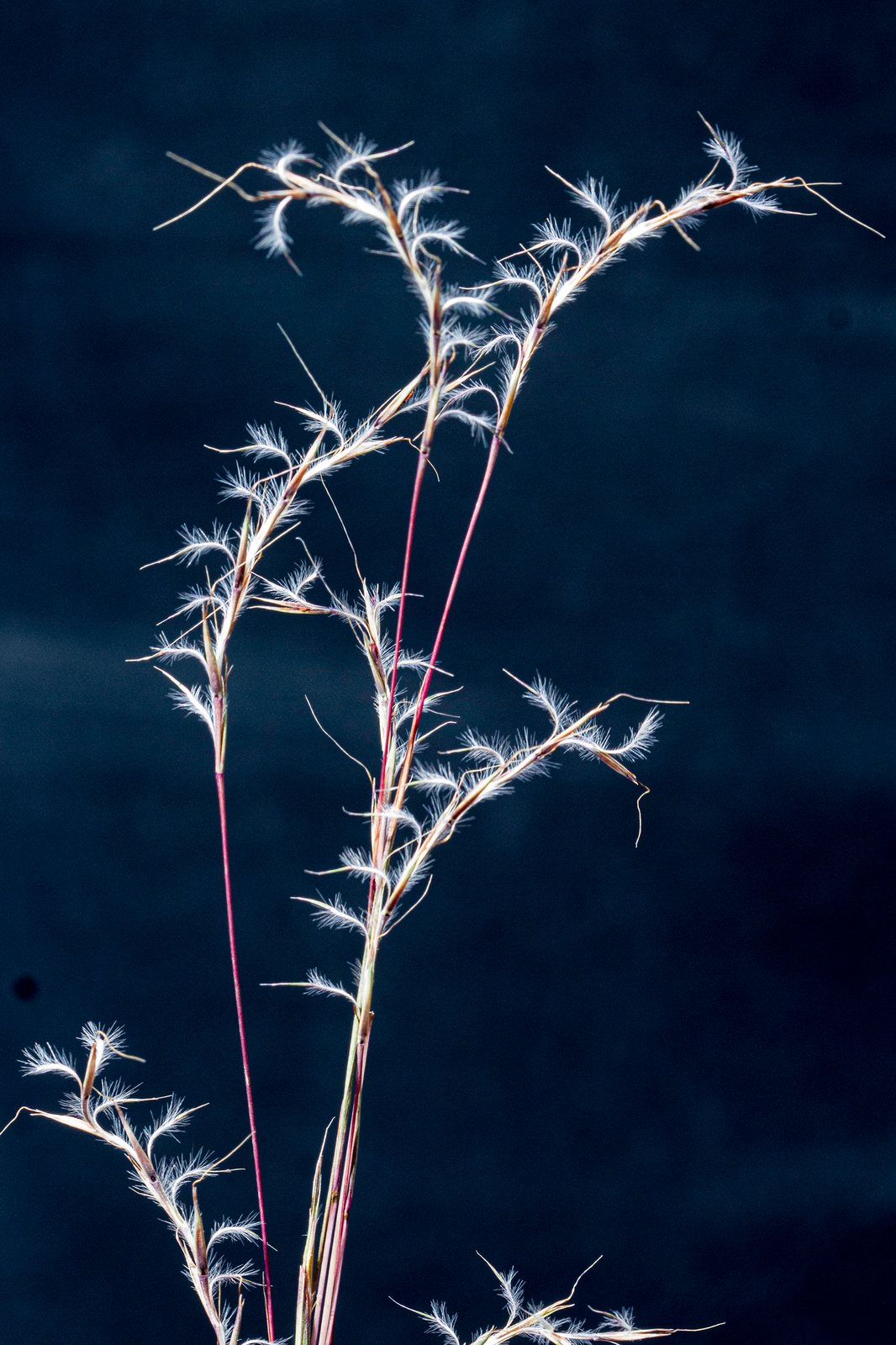 Little bluestem 'The Blues'
