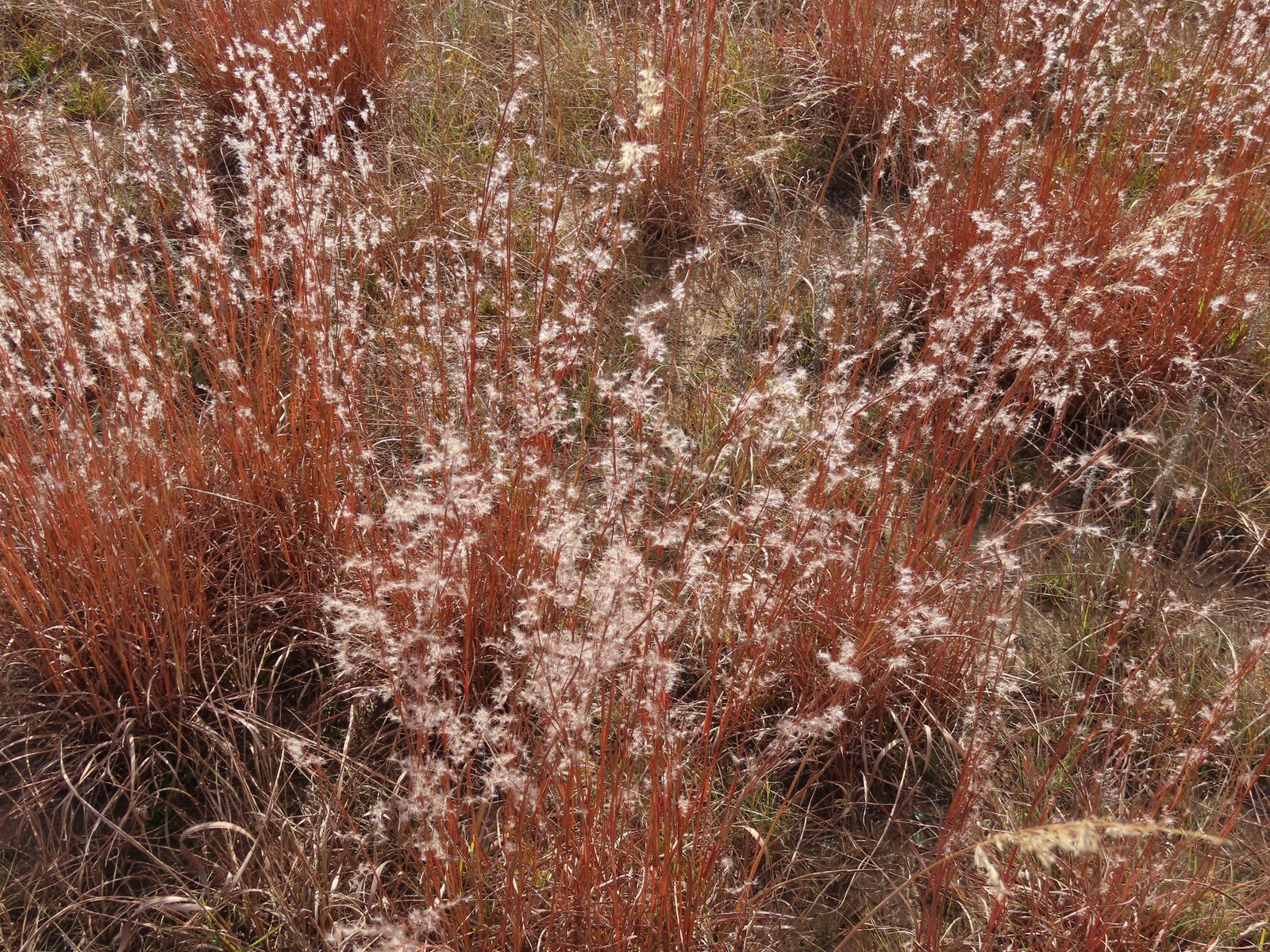 Little bluestem 'The Blues'