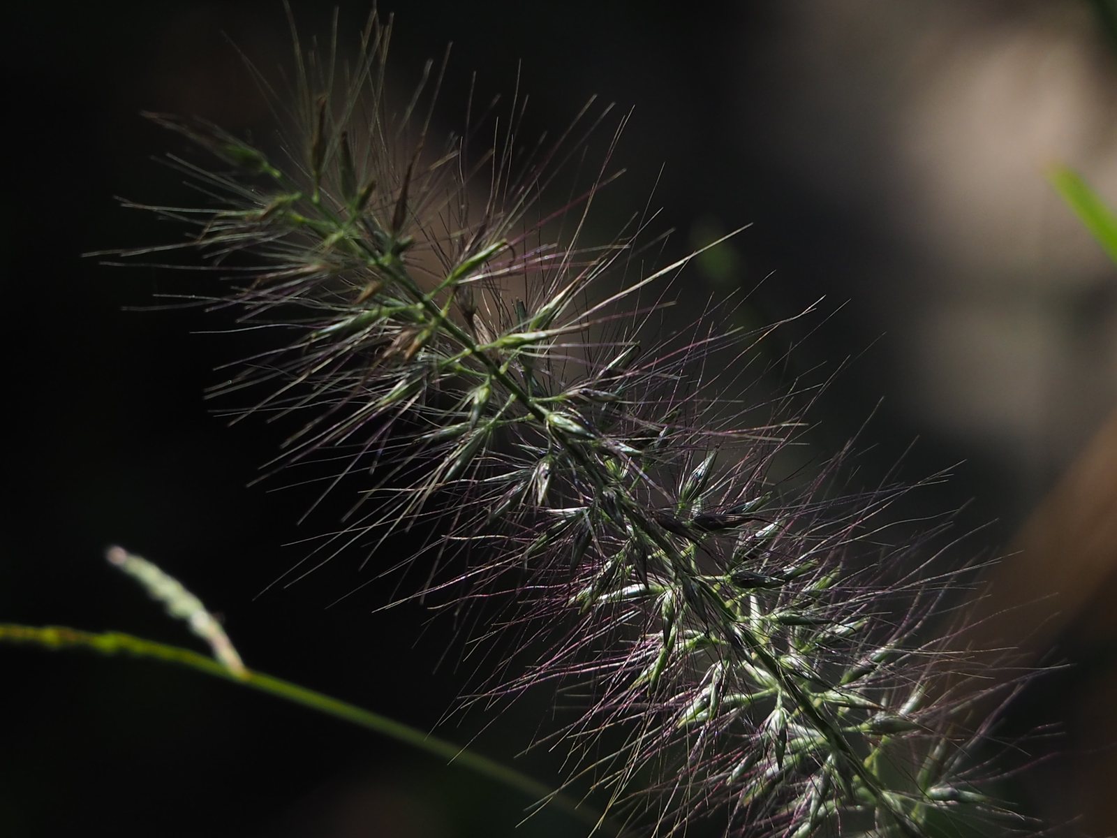 Little Bunny fountain grass