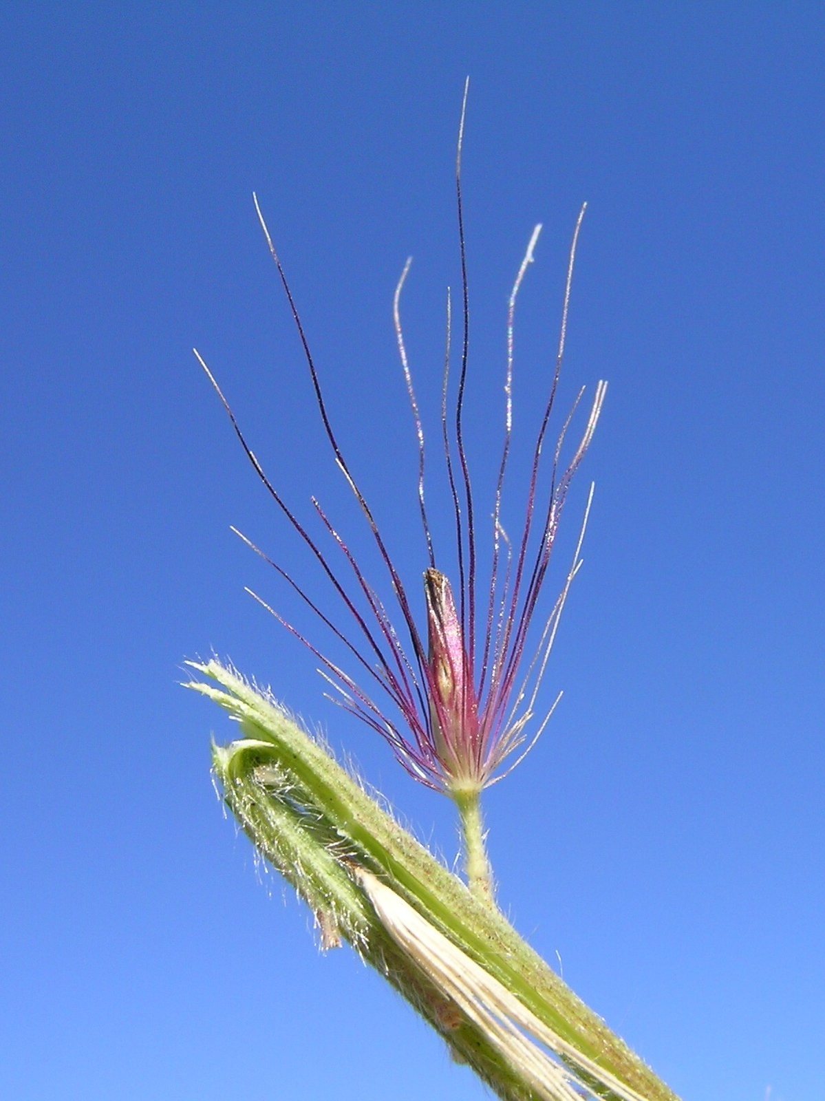 Little Bunny fountain grass