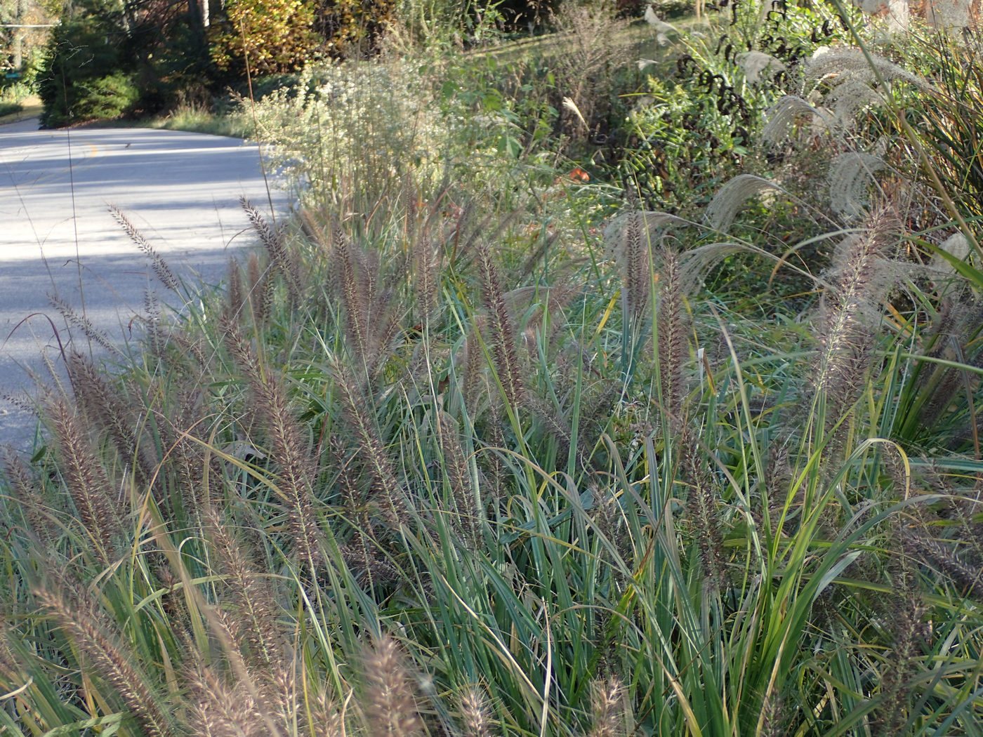 Little Bunny fountain grass