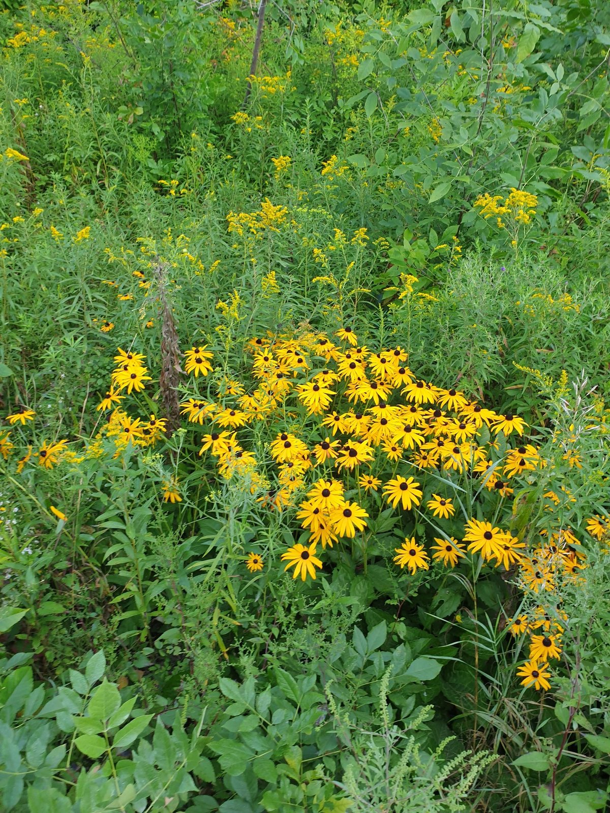 Little Goldstar black-eyed Susan