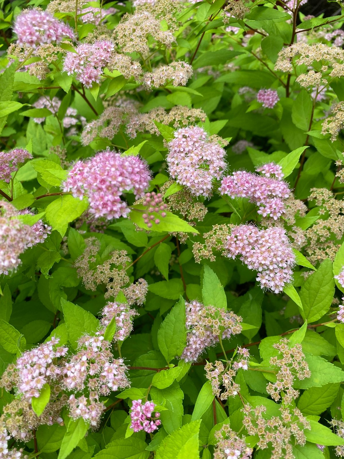 Little Princess spirea