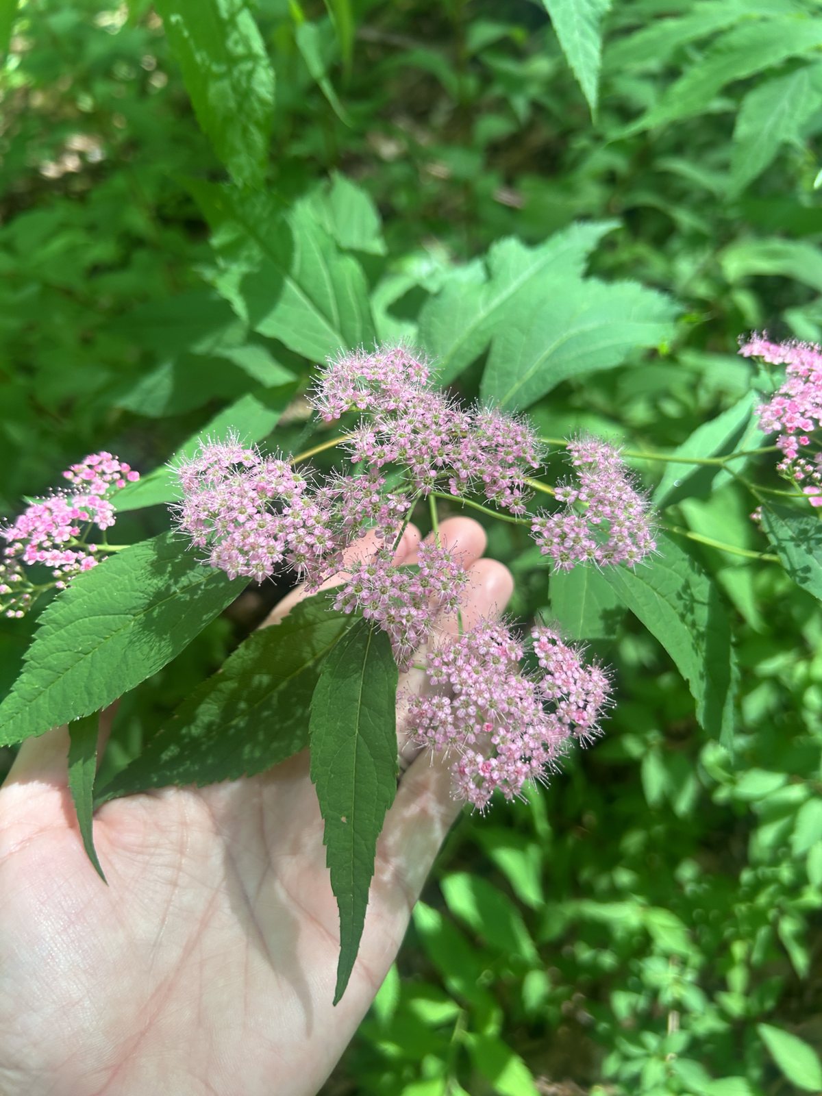 Little Princess spirea