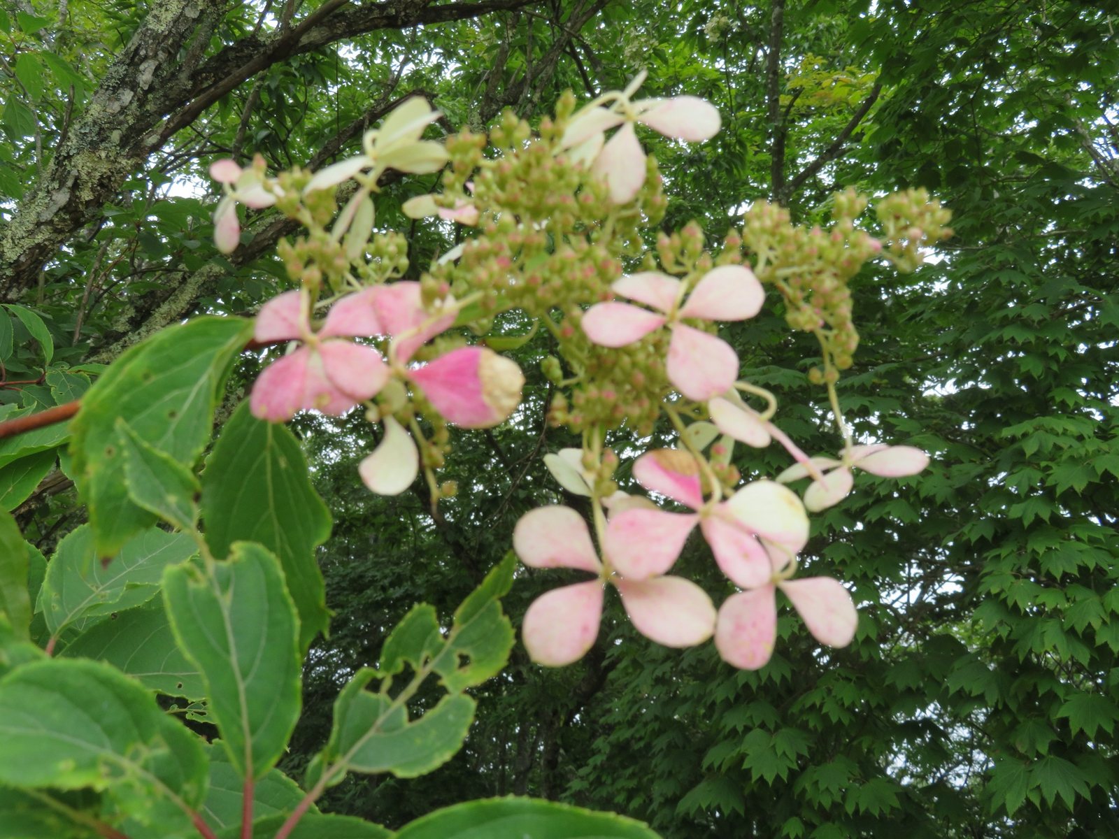 Little Quick Fire hydrangea