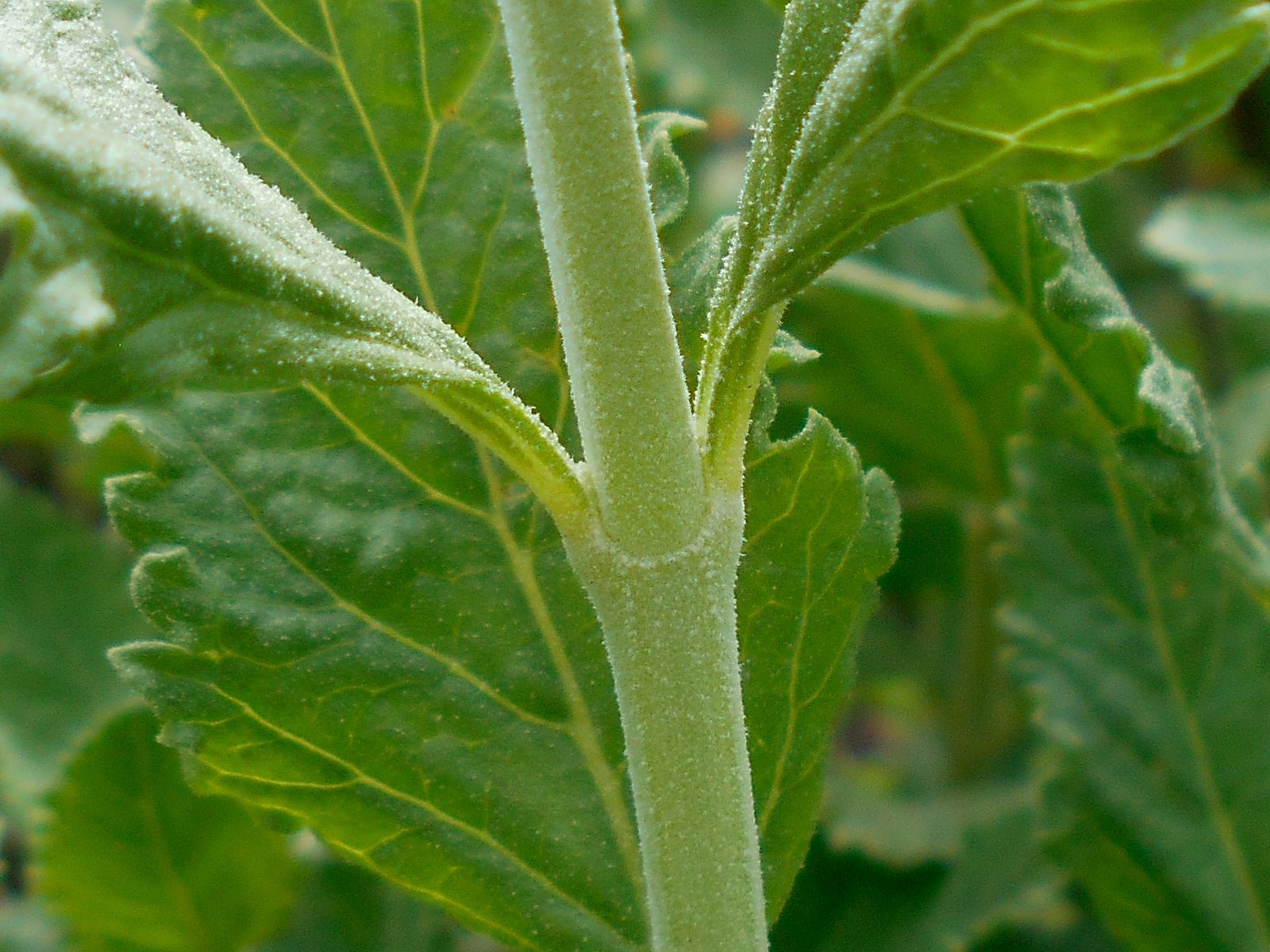 Little Spire Russian sage