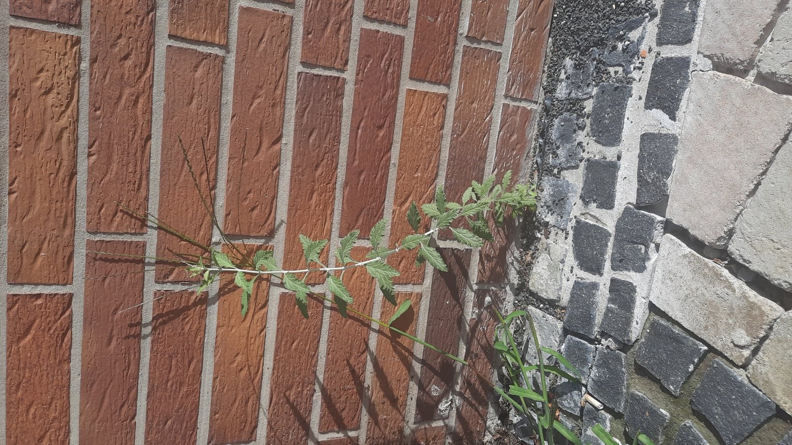 Little Spire Russian sage
