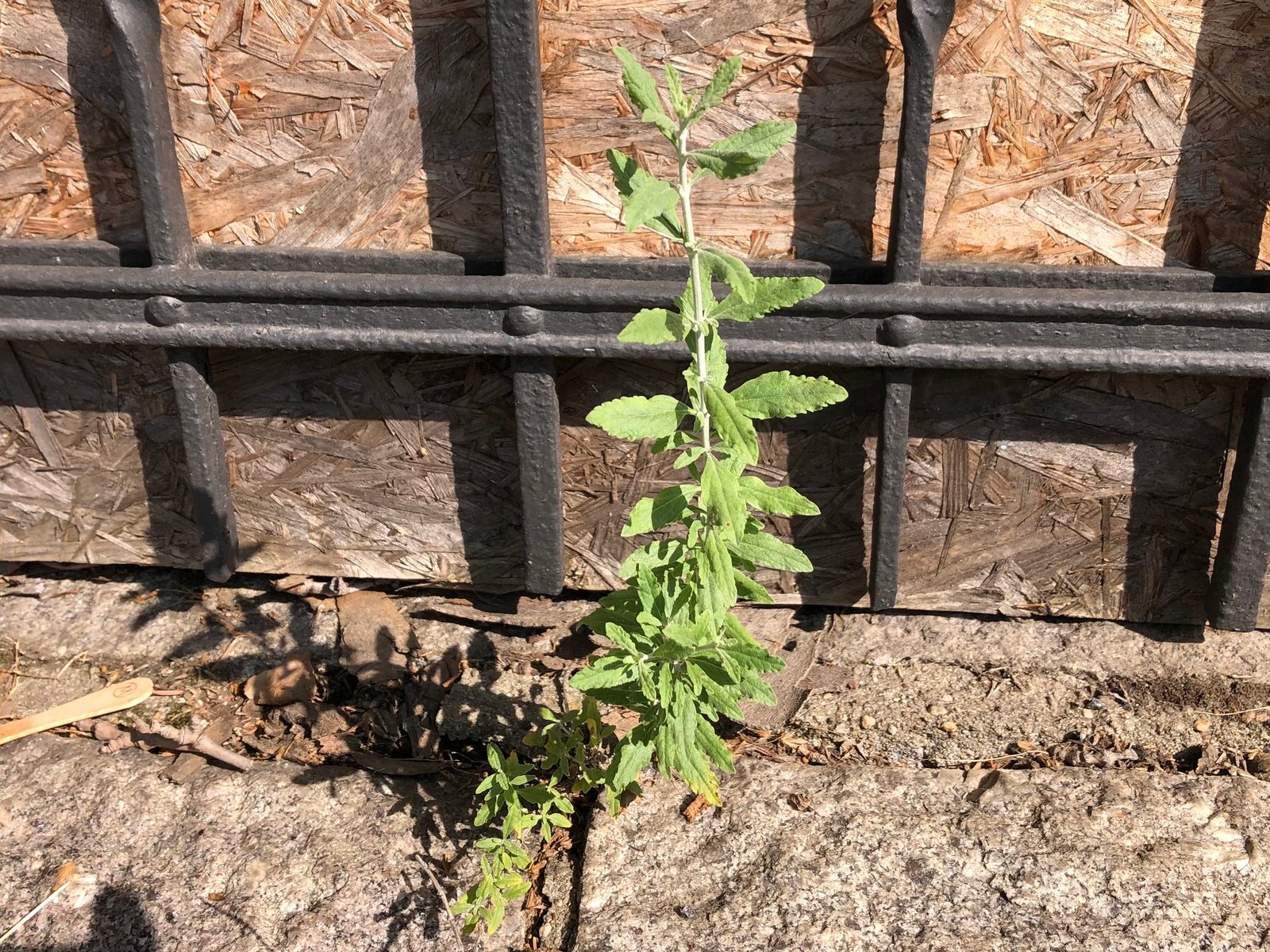 Little Spire Russian sage
