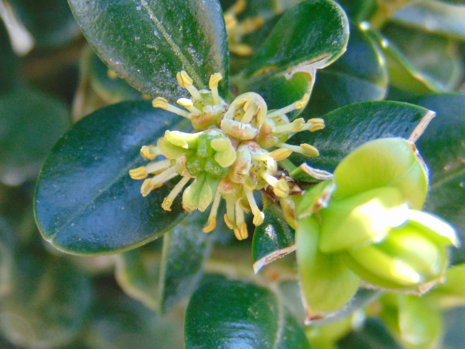 Littleleaf boxwood