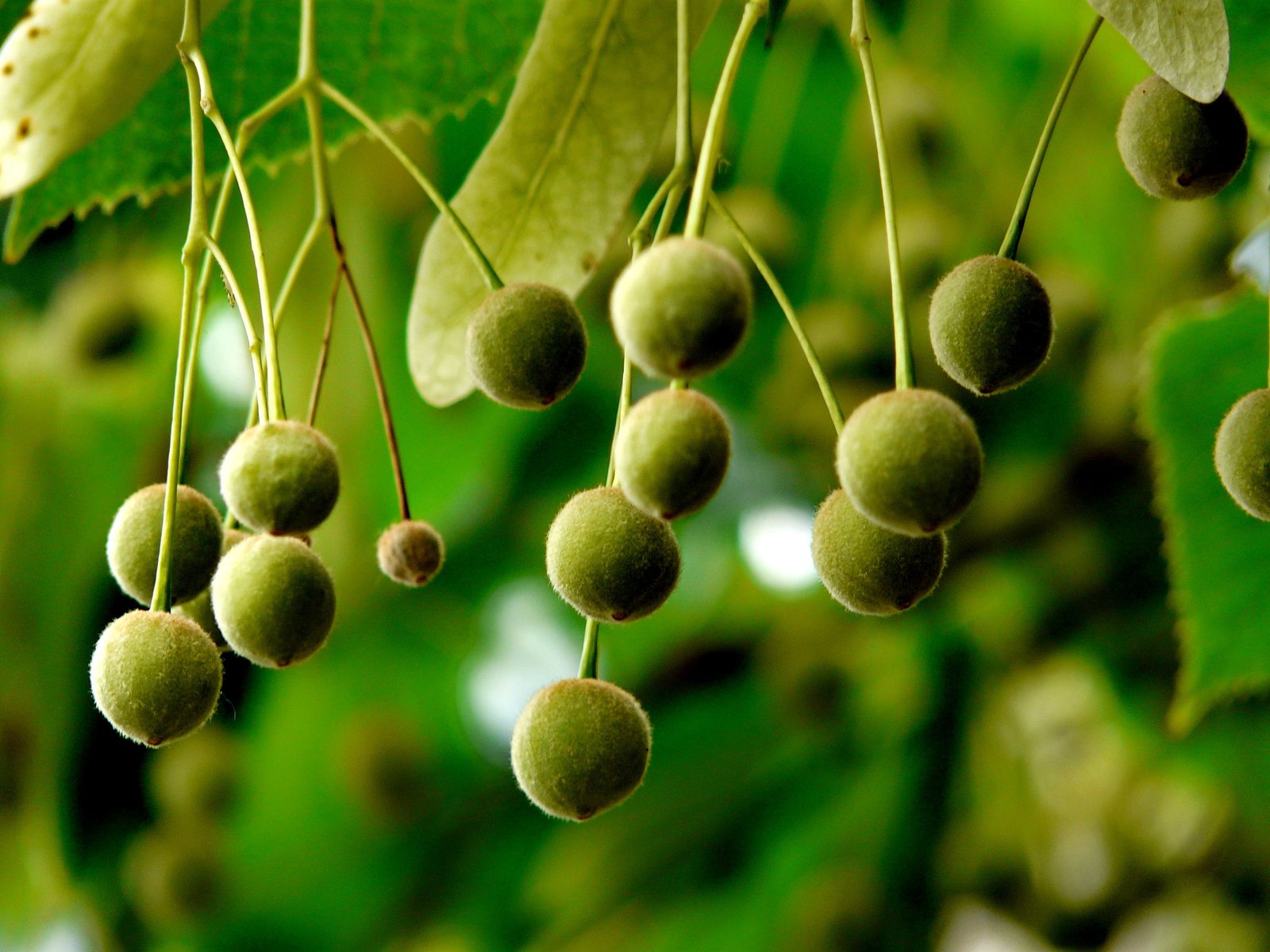 Littleleaf linden