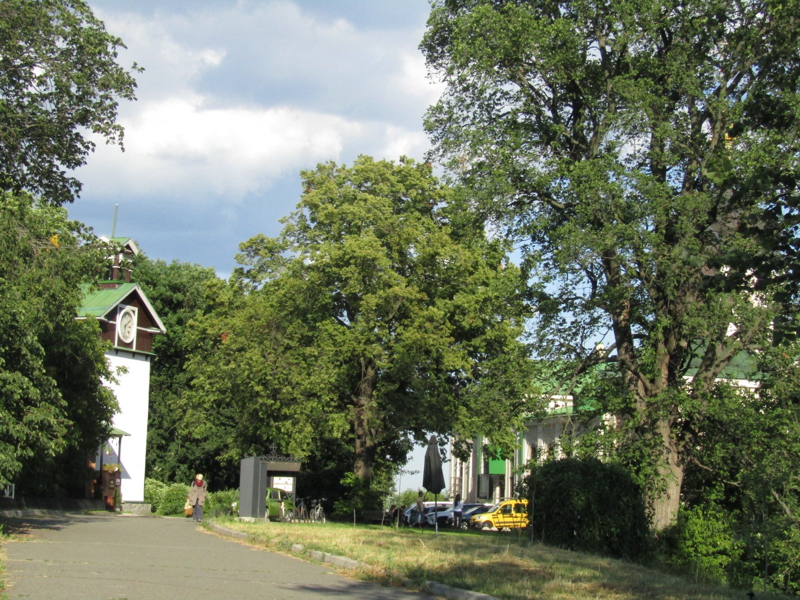 Littleleaf linden