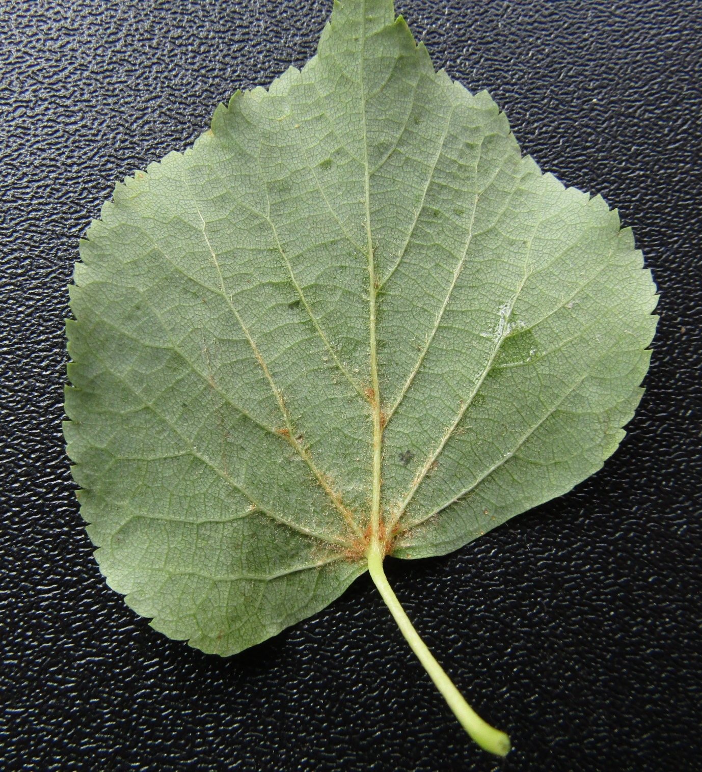 Littleleaf linden