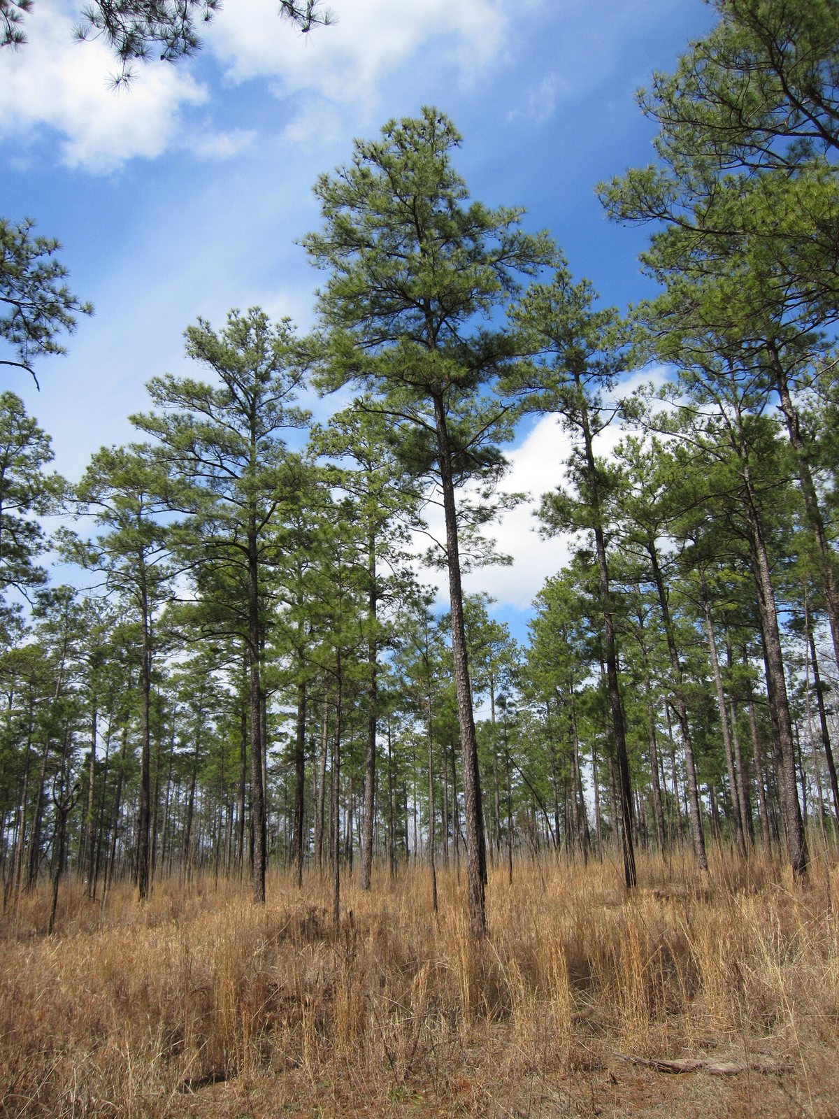 Loblolly pine