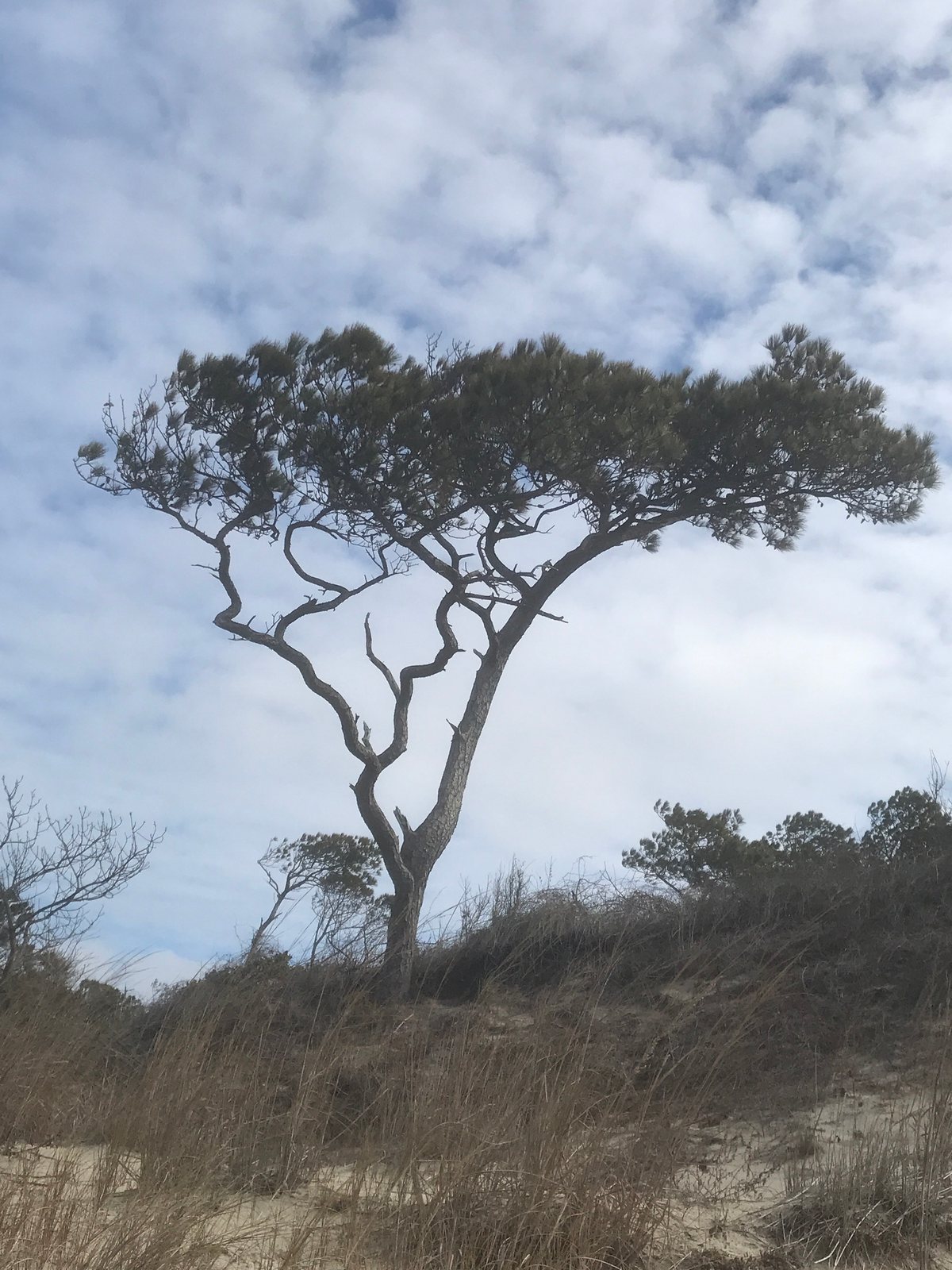 Loblolly pine