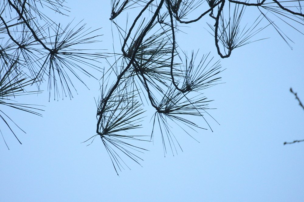 Loblolly pine