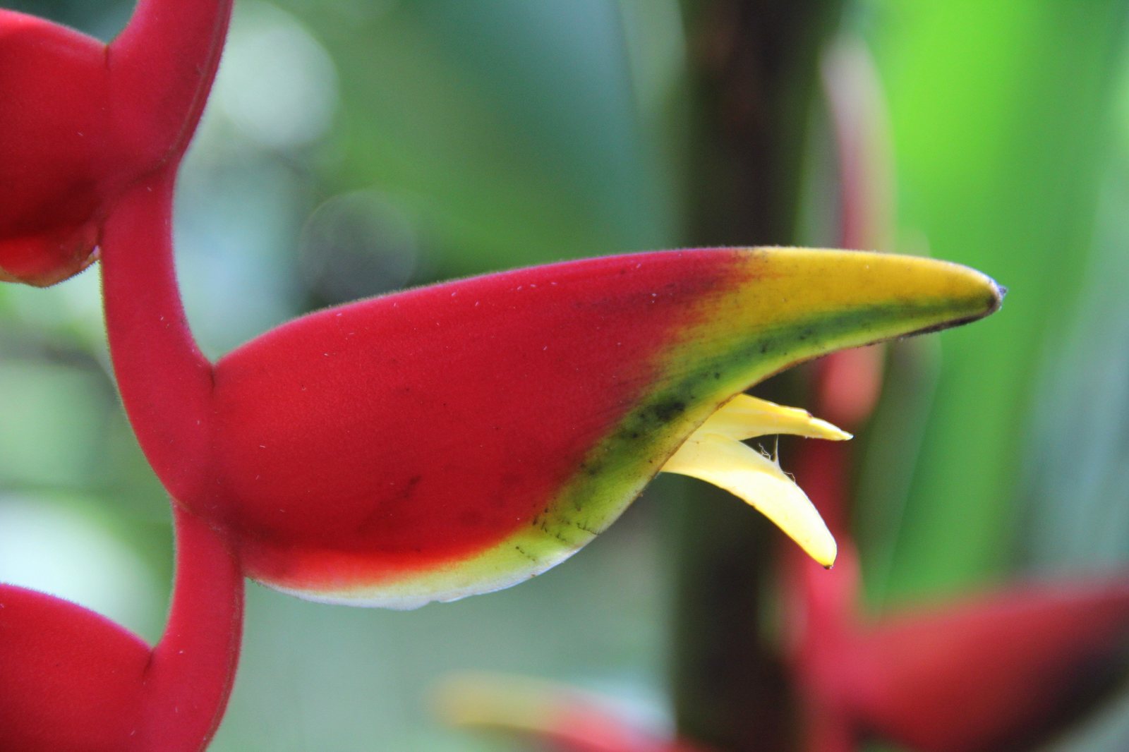 Lobster claw heliconia