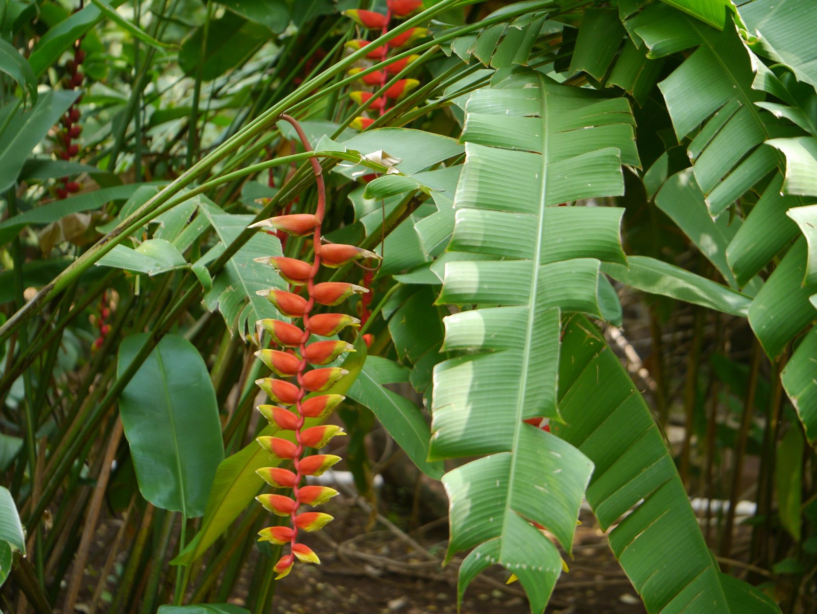 Lobster claw heliconia