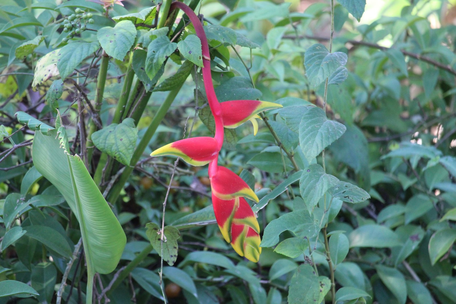 Lobster claw heliconia