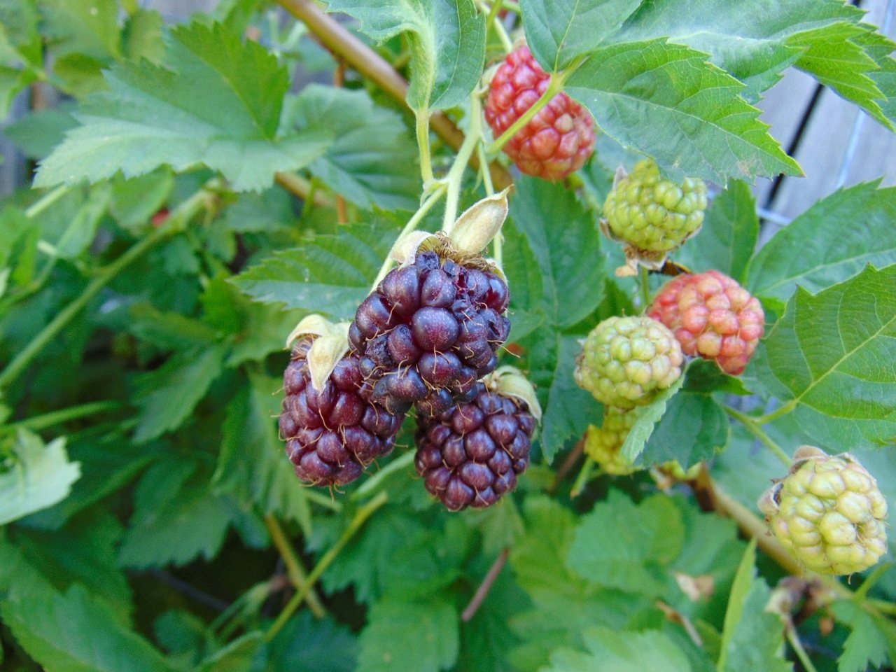 Loganberry