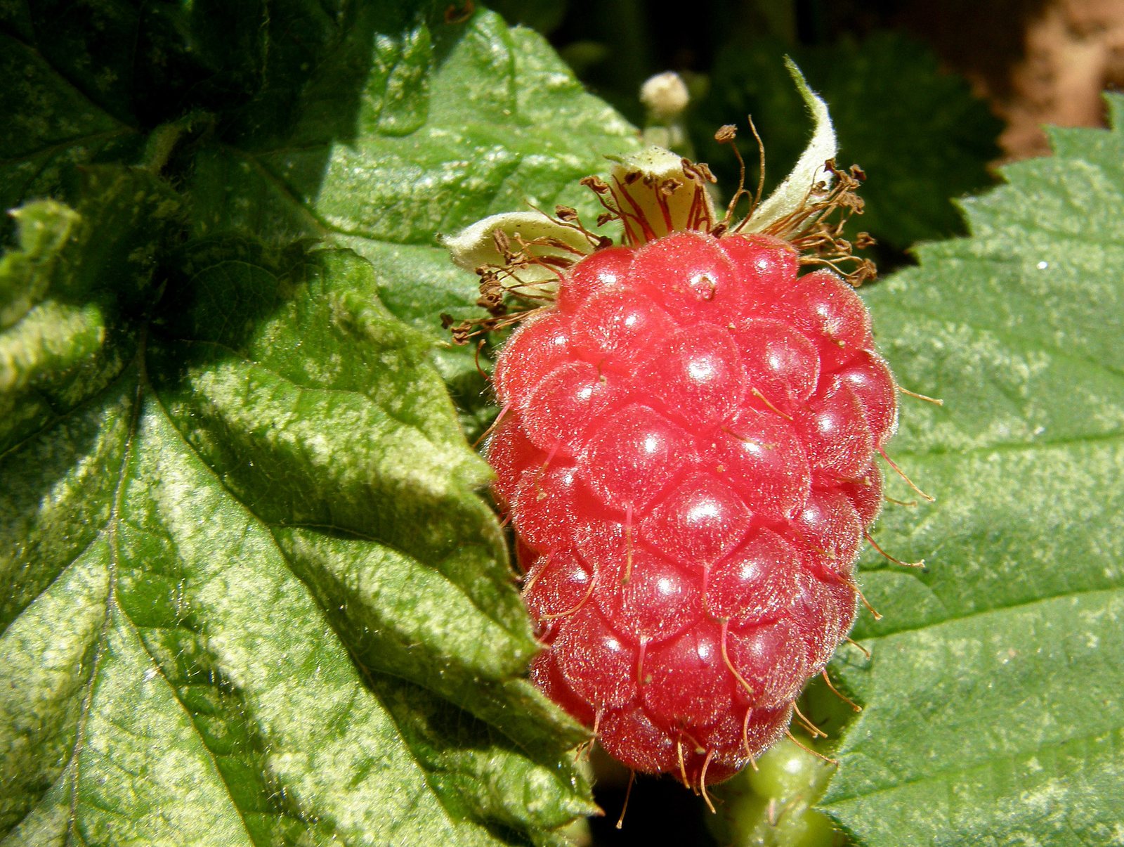 Loganberry